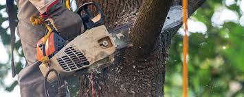 How Our Tree Care Process Works  in  Meridian Hills, IN