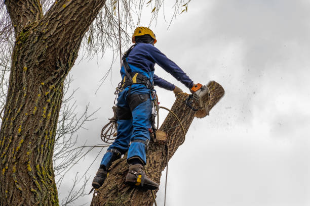 Best Tree Preservation Services  in Meridian Hills, IN