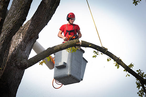 Best Tree Removal  in Meridian Hills, IN